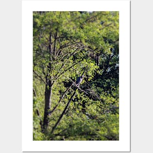 Great Blue Heron in the trees by Trojan pond, near Goble, Oregon Posters and Art